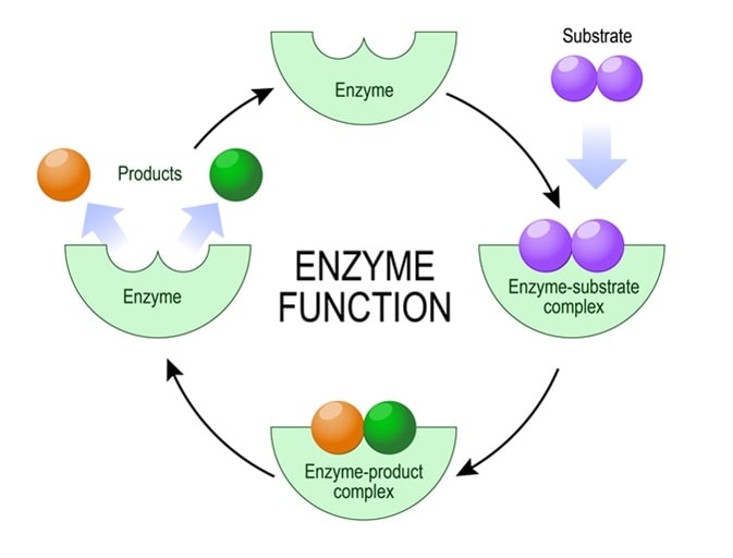Enzyme diet has a hot topic in recent years Sign