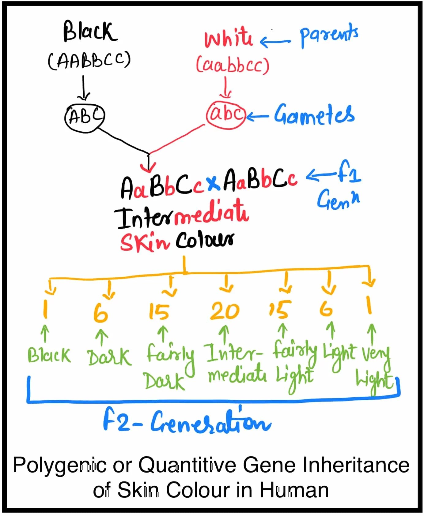 Polygenic Inheritance in Hindi।बहुजीनी वंशागति।जीनऔर त्वचा का रंग