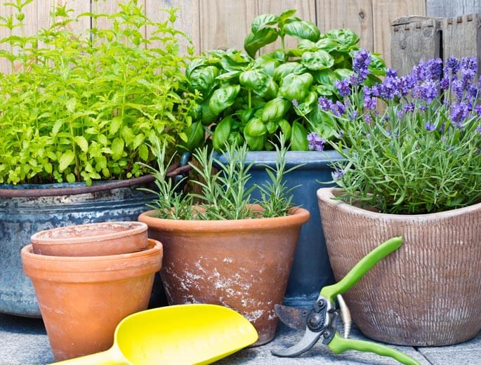 Kräutergärtchen ohne Garten silberherzen.de