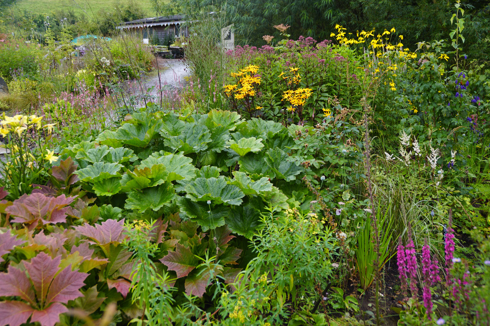 Quercus Garden Plants Silent Space