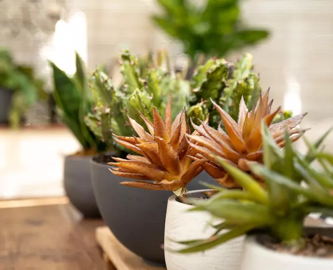 Silk Flowers Distributor South Africa Silk By Design