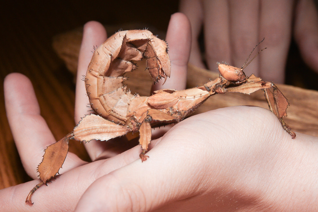 Giant Spiny Leaf Insects Silkworm Shop South Africa