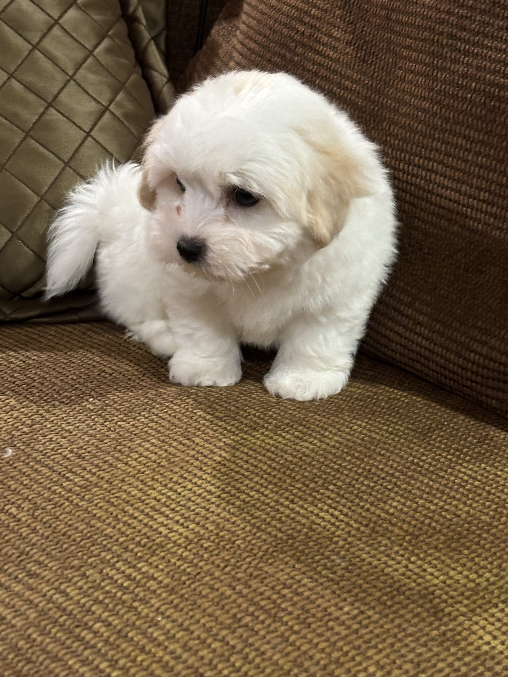 Puppies For Sale Silky Paws Coton de Tulears