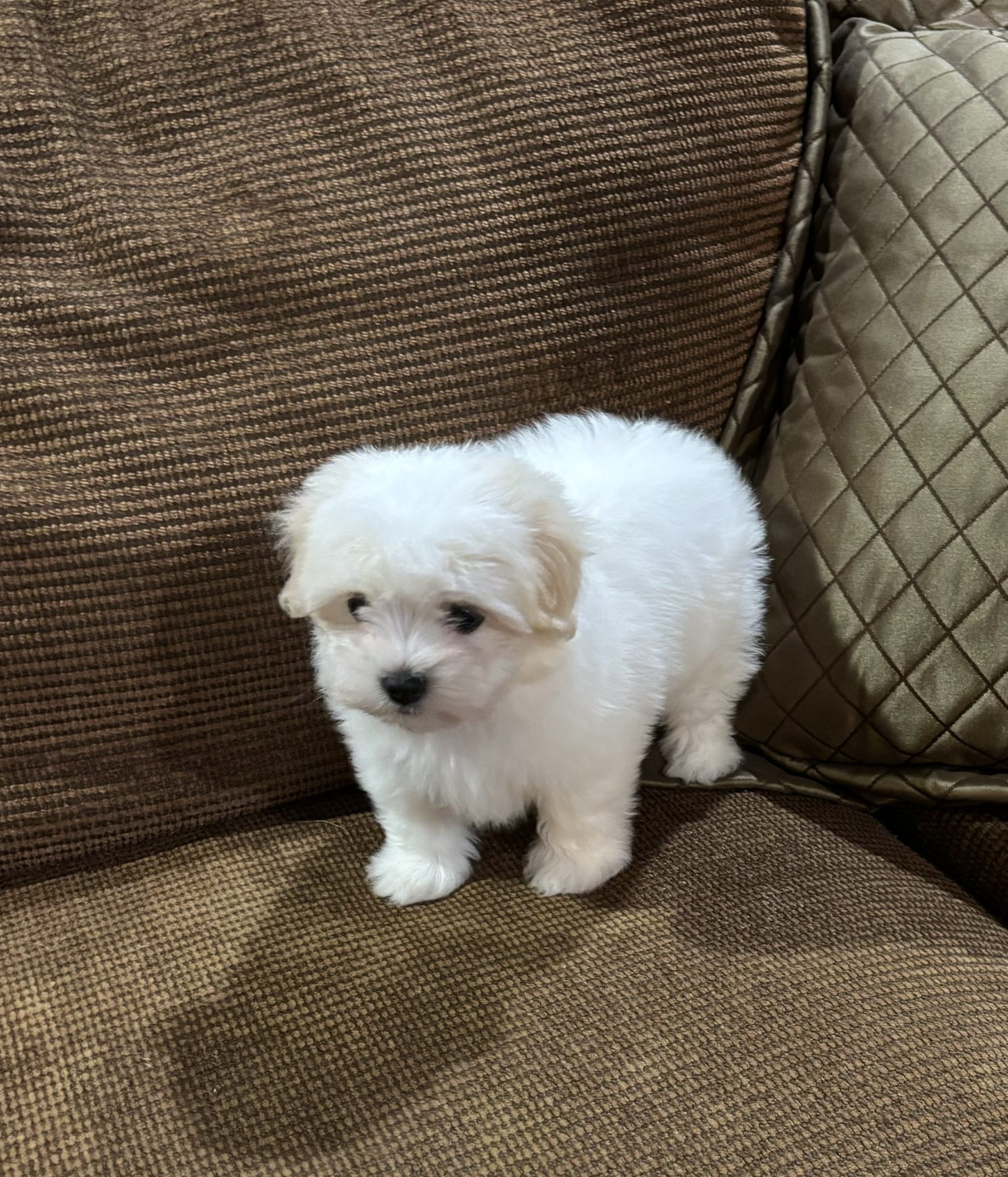 Honey's Girl 2 Silky Paws Coton de Tulears