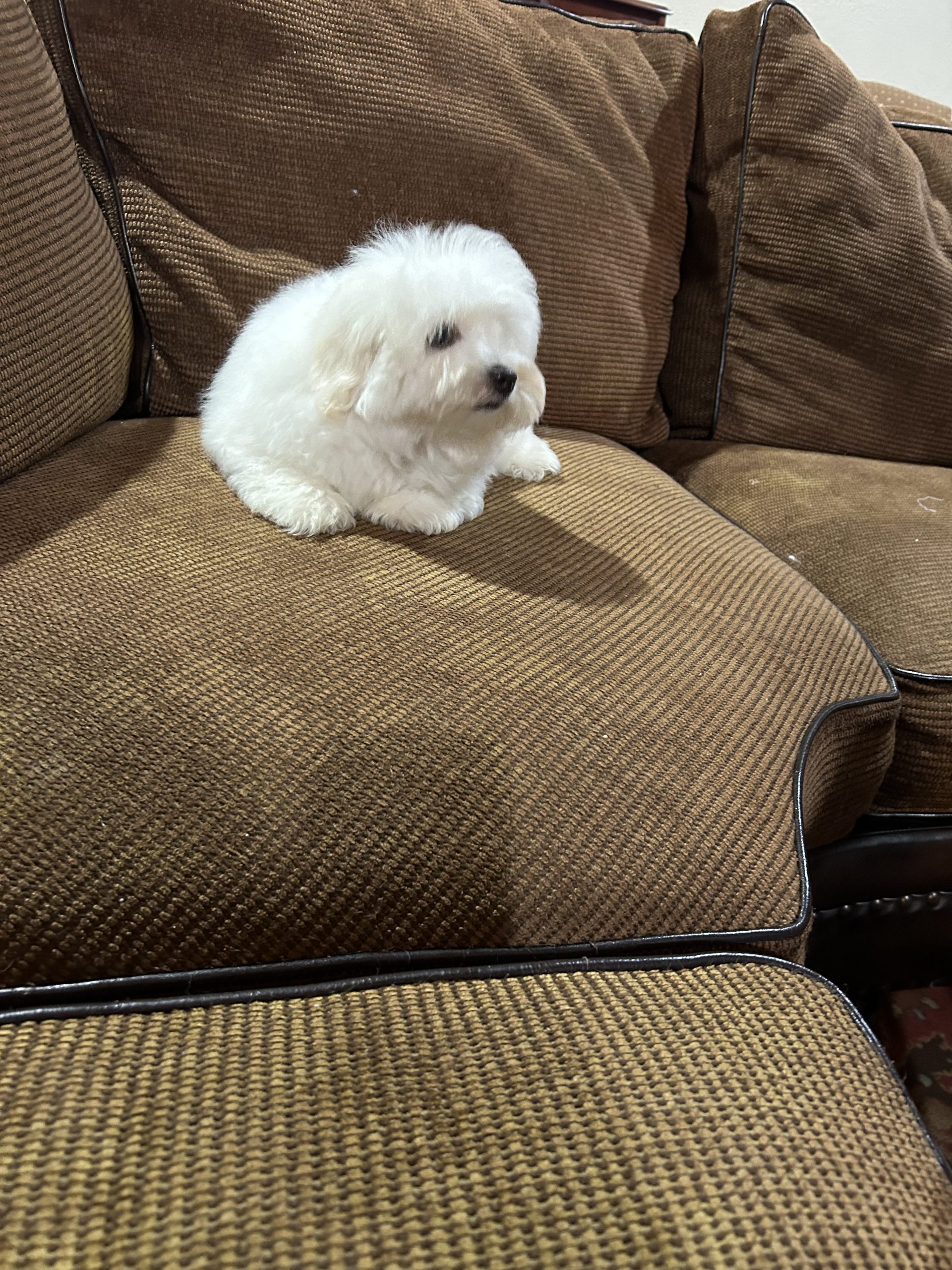 Puppies For Sale Silky Paws Coton de Tulears