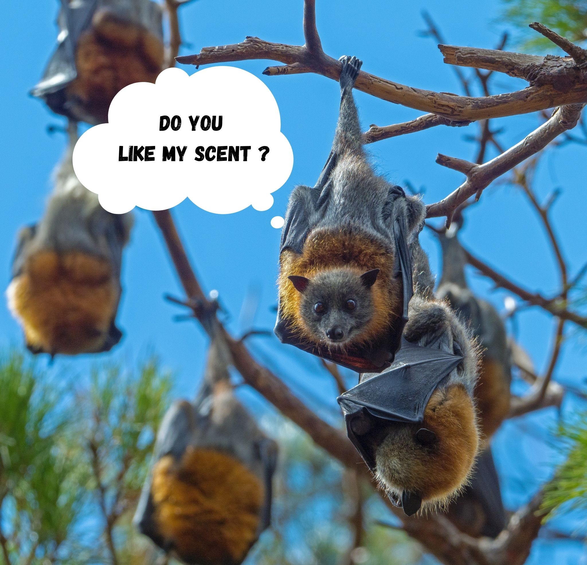 Bats Are Gross, Ew! Sillykhan's Blog