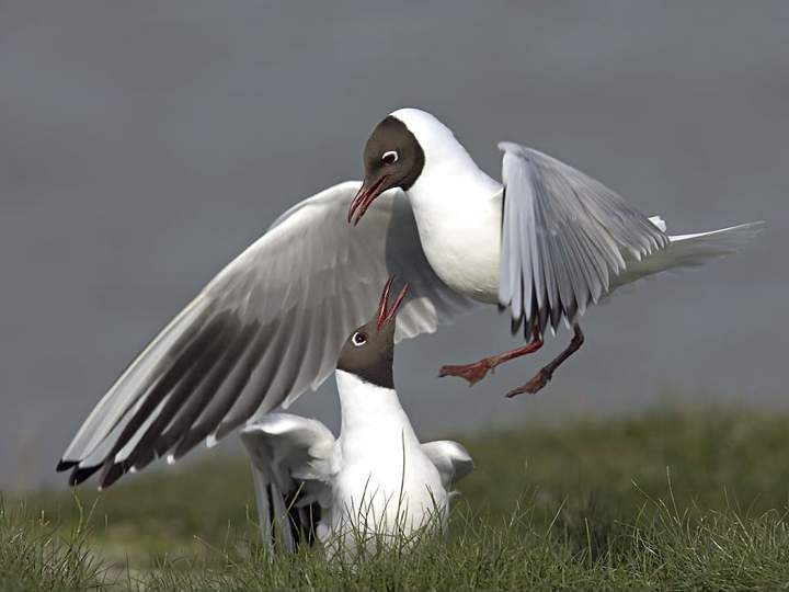 Birds Have Feelings* – Silly Sutras