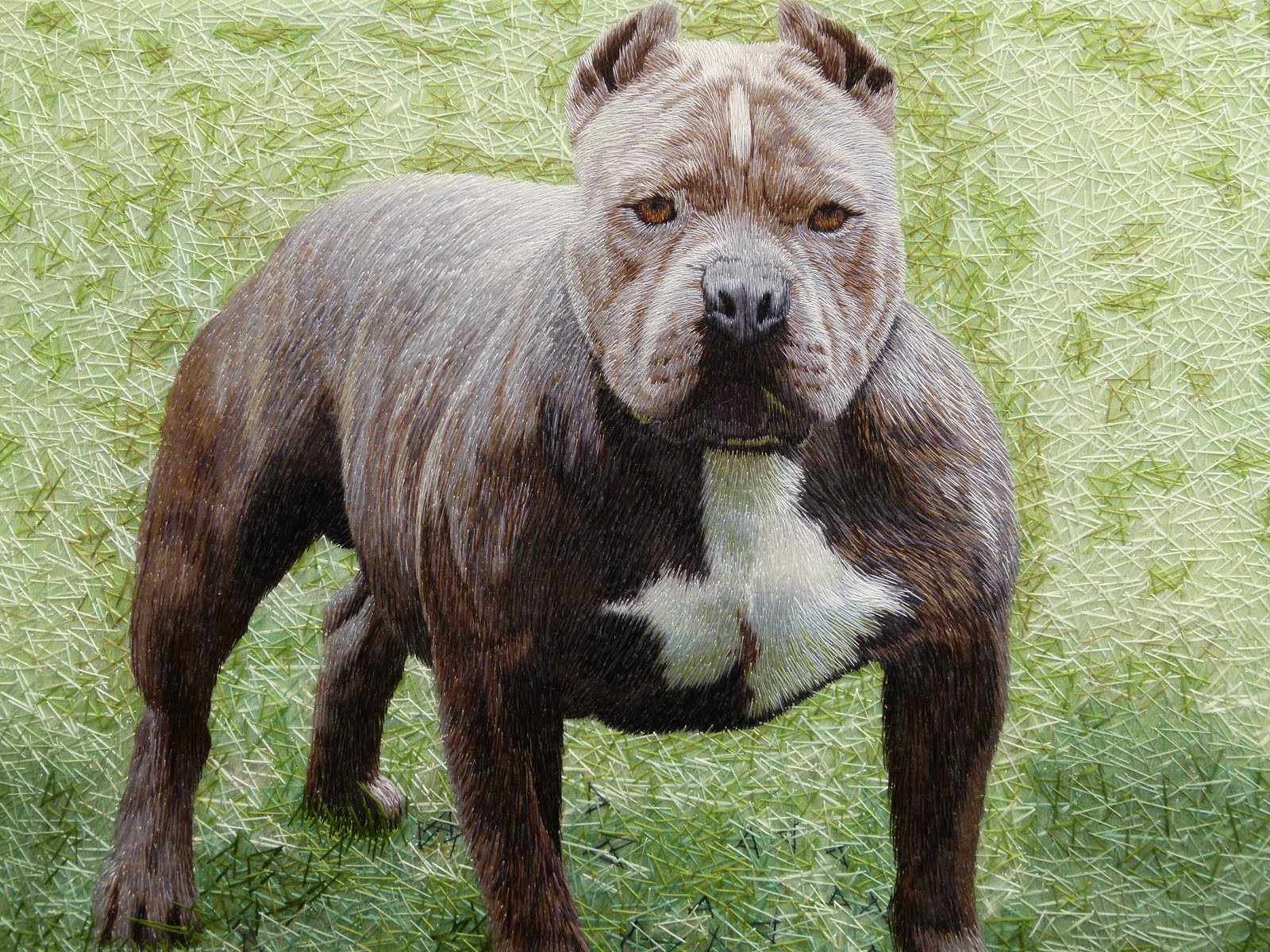 American Pit Bull Long Hair Images & Pictures Findpik