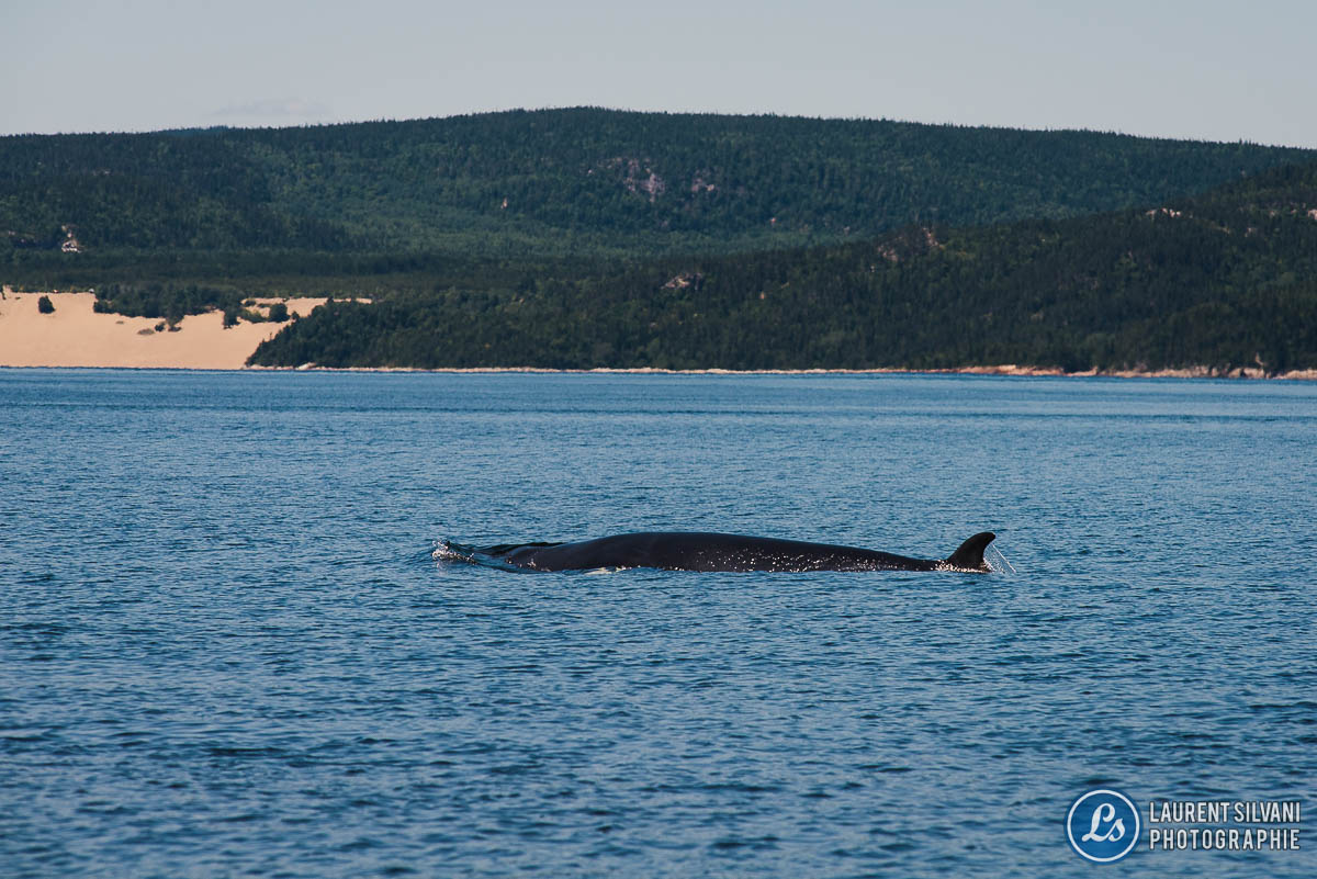 Baleine à bosse dans le décor de la CôteNord Laurent Silvani