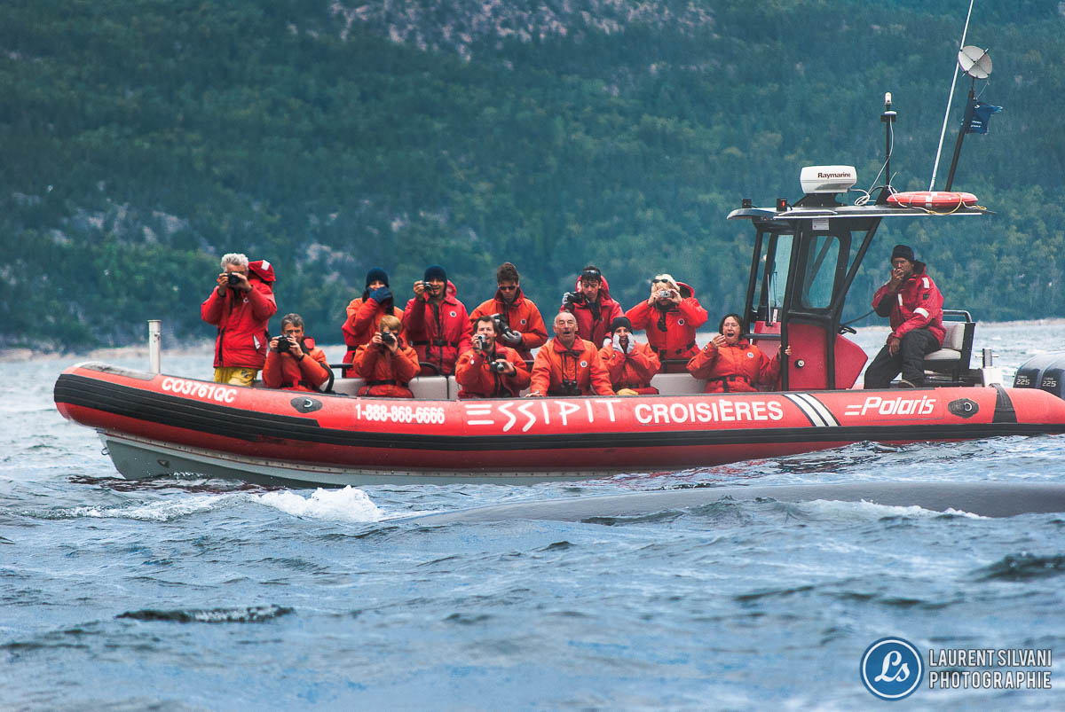 Croisière aux baleine sur le fleuve StLaurent Laurent Silvani