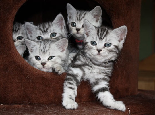 Tabby Muster Katze