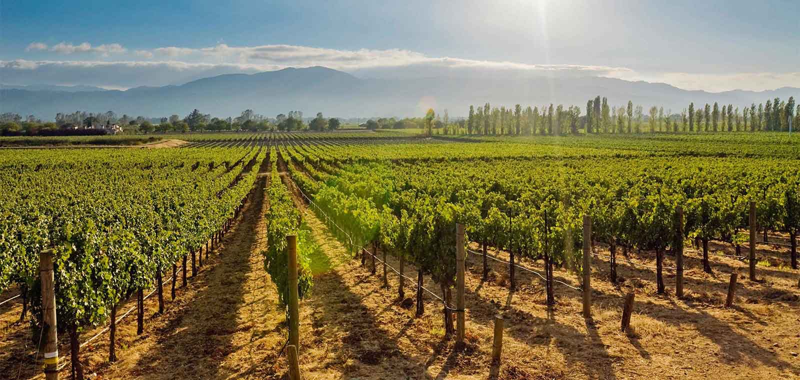 Napa Homes & Land For Sale