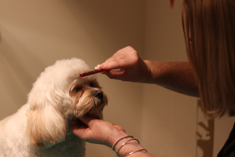 Home Silver Bark Grooming