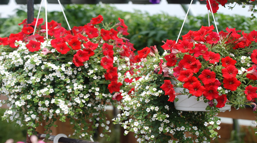 Country Gardens Greenhouse