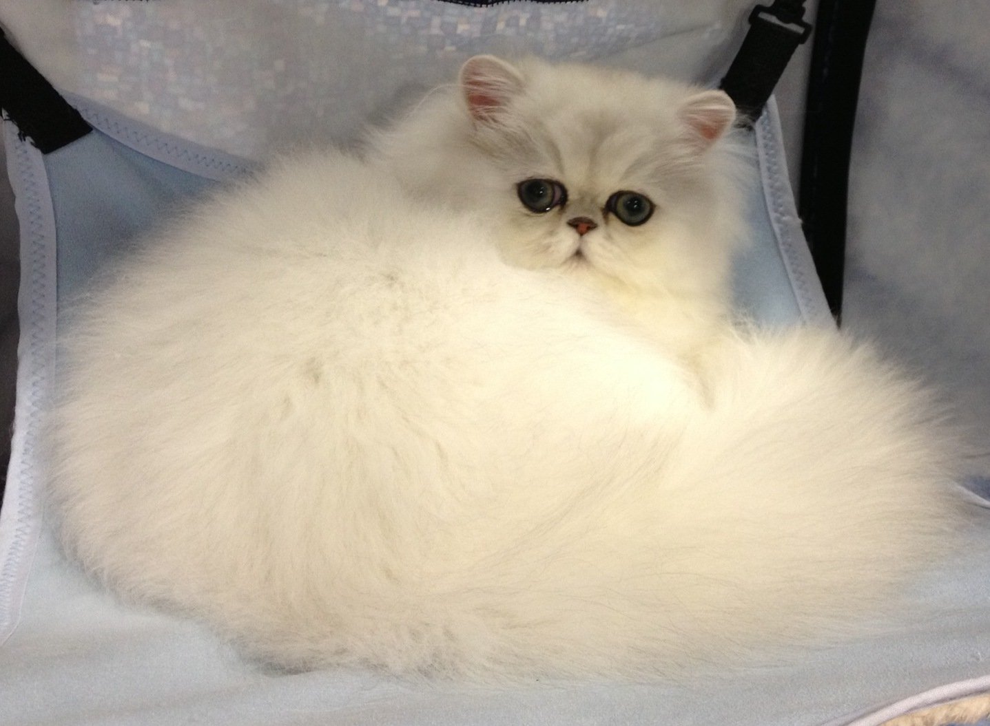 Chinchilla Silver Persian Kitten Hiba. Parma Ohio CFA cat Show 10/13