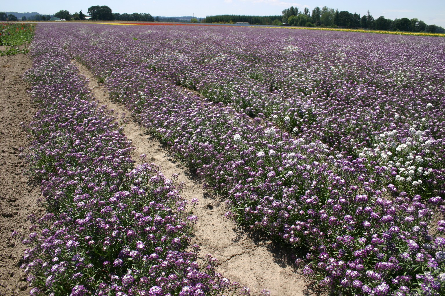 Silver Falls Seed Company Alyssum Sweet Royal Carpet