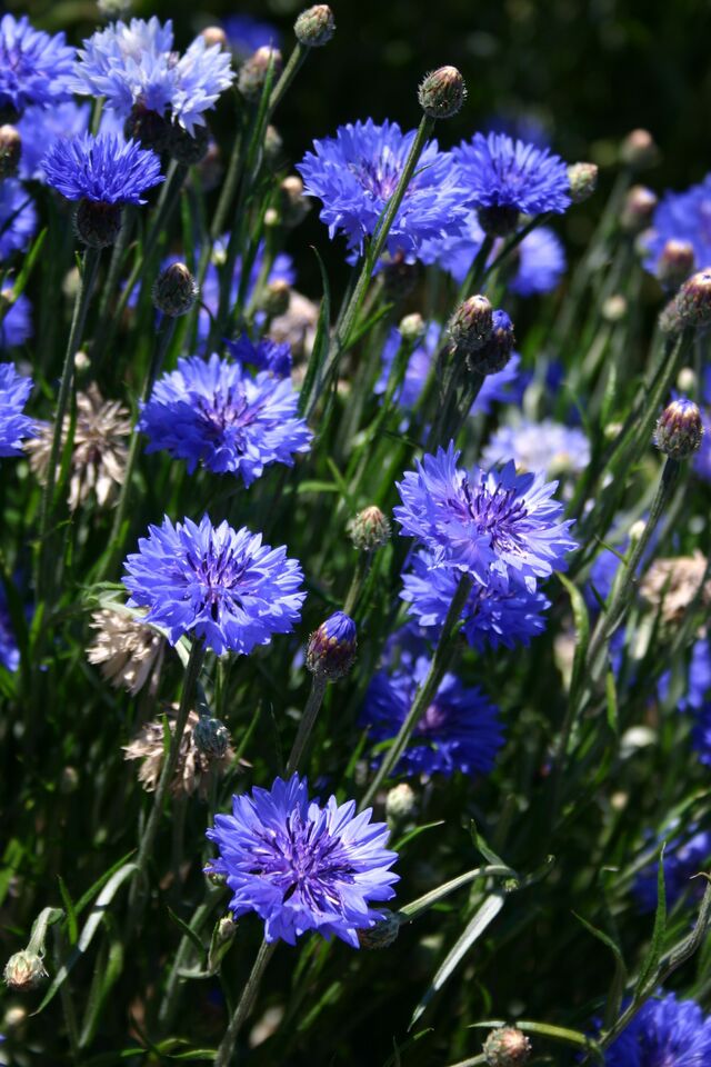 Silver Falls Seed Company Bachelor Button Blue Double