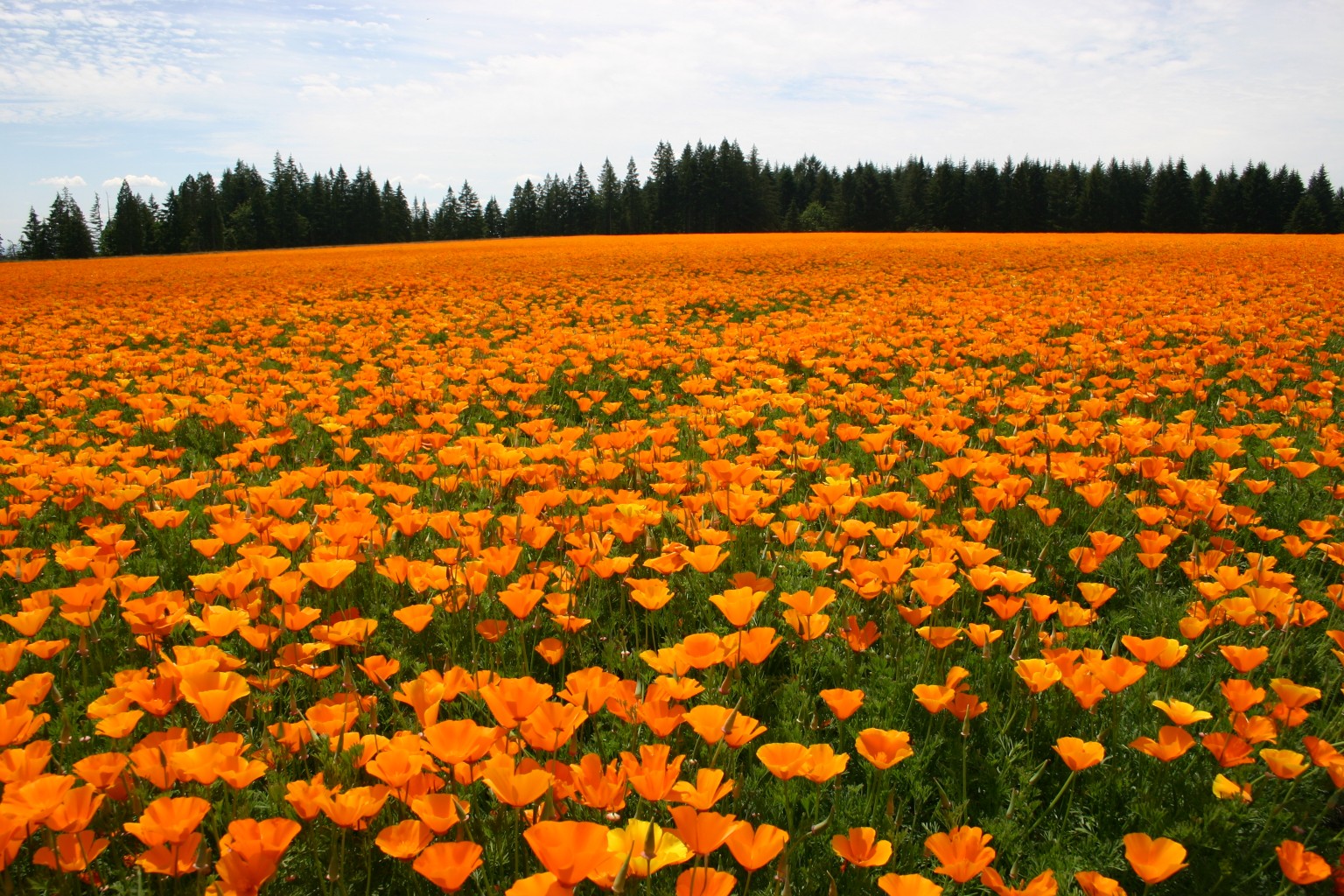 Silver Falls Seed Company Poppy California Orange