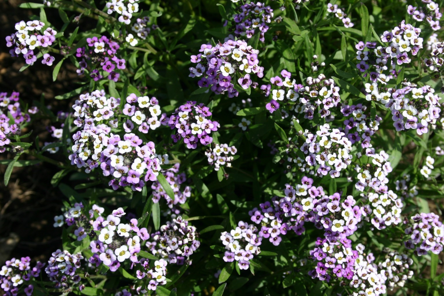 Silver Falls Seed Company Alyssum Sweet Royal Carpet