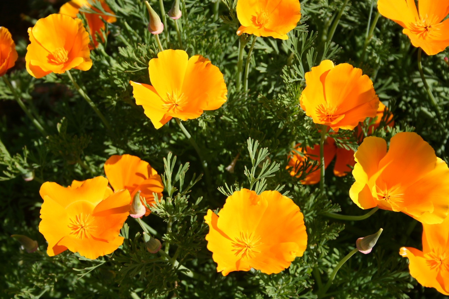 Silver Falls Seed Company Poppy California Orange