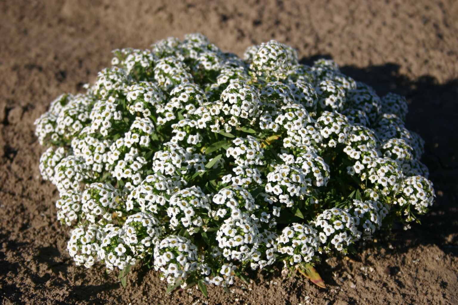 Silver Falls Seed Company Alyssum Sweet Carpet of Snow