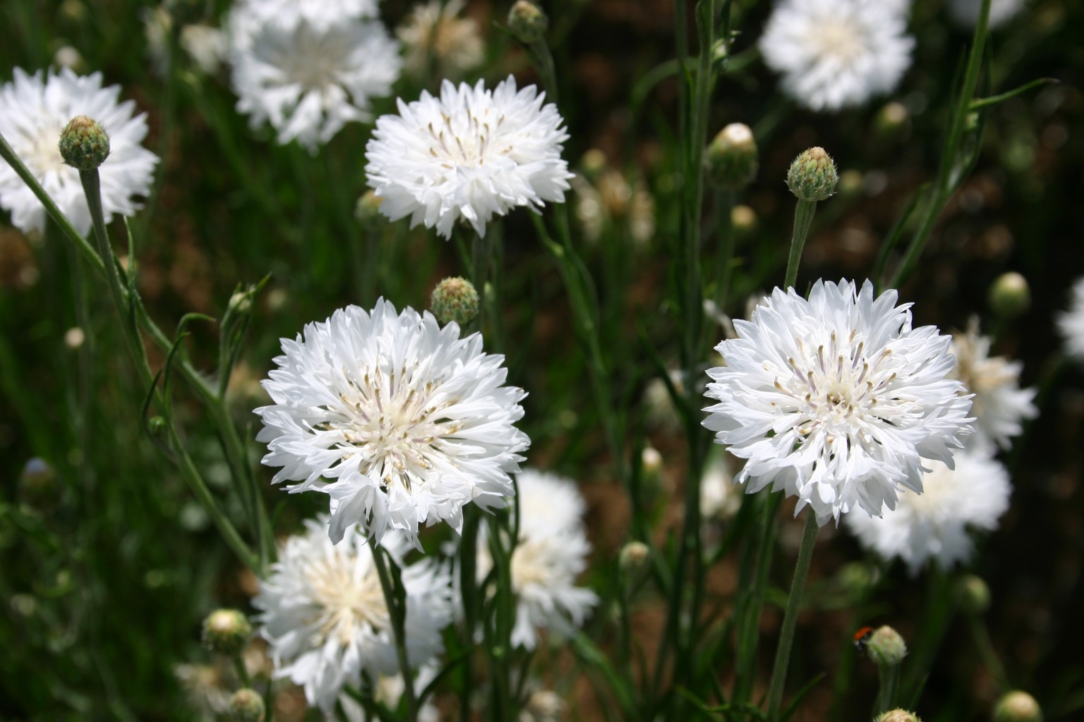 Silver Falls Seed Company Bachelor Button Tall White