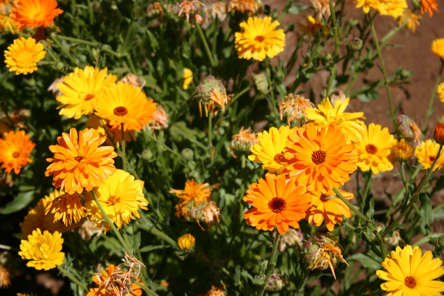 Silver Falls Seed Company Calendula Fancy Mix