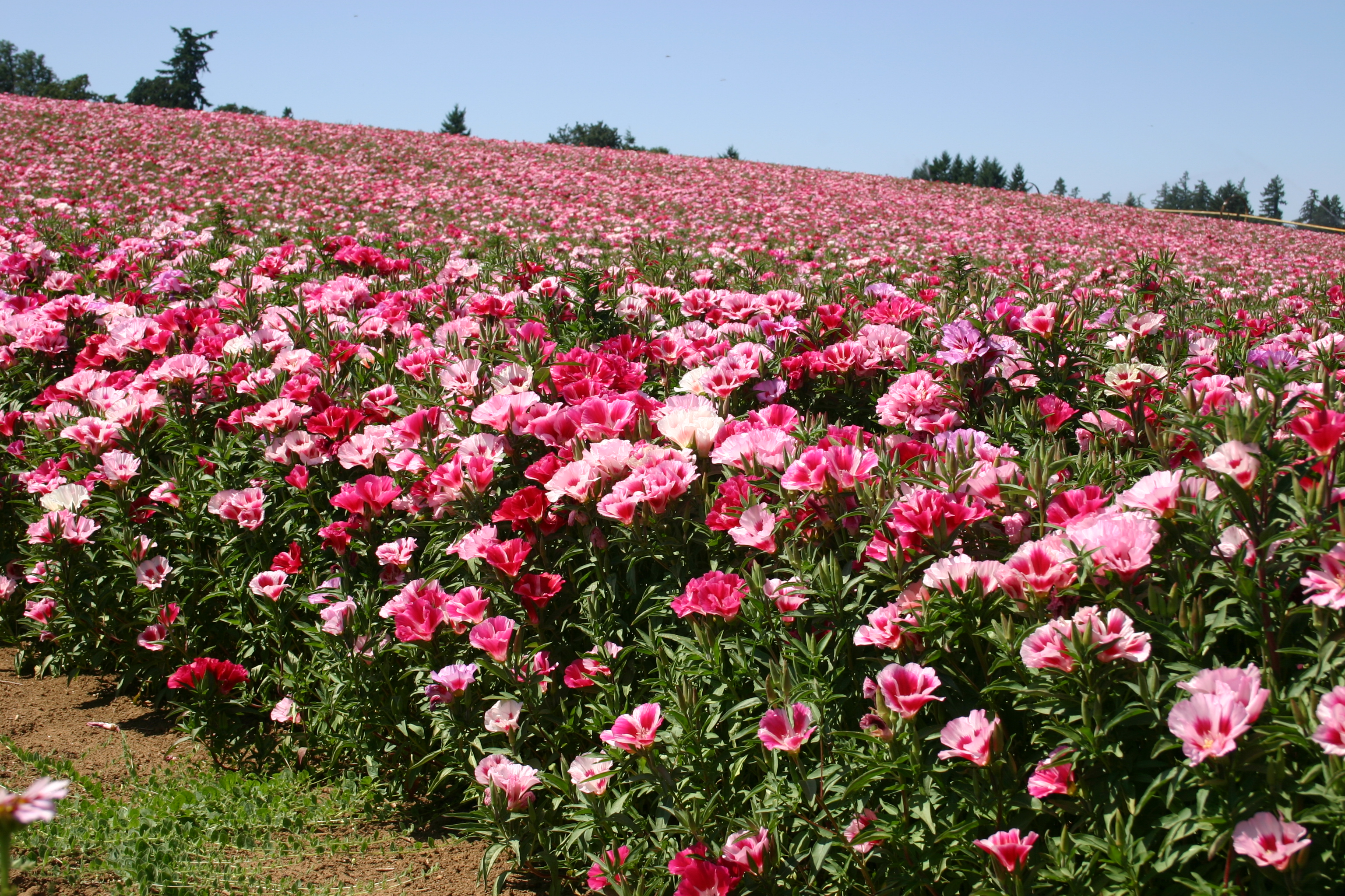 Silver Falls Seed Company Godetia Double Azalea