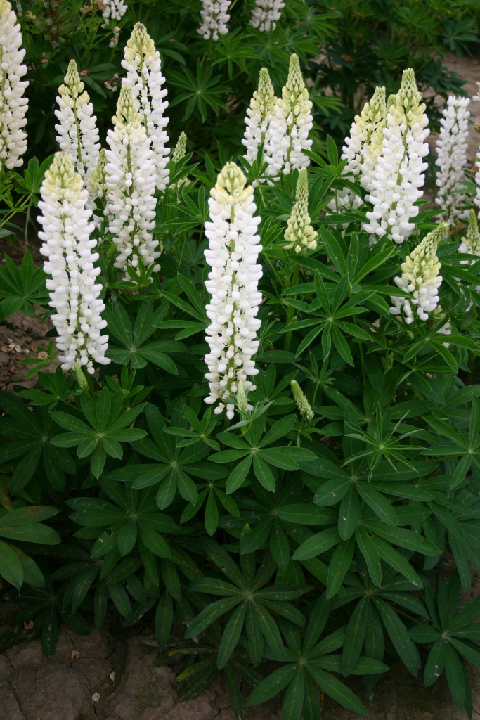 Silver Falls Seed Company Lupine Russell White