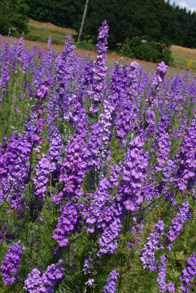 Silver Falls Seed Company Larkspur Rocket Lilac
