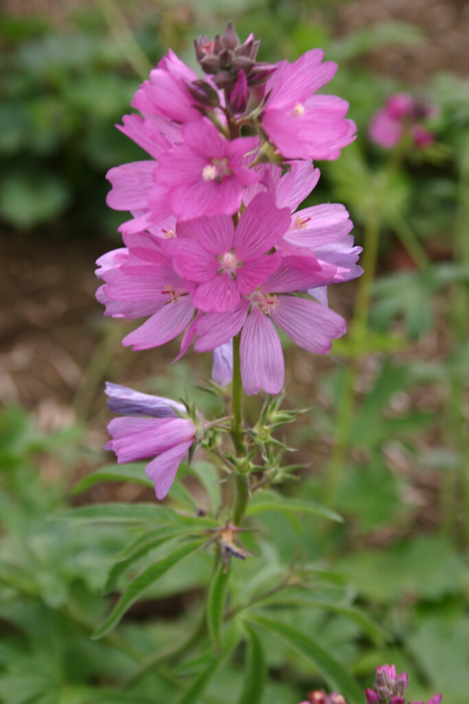 Silver Falls Seed Company Rose Checker Mallow