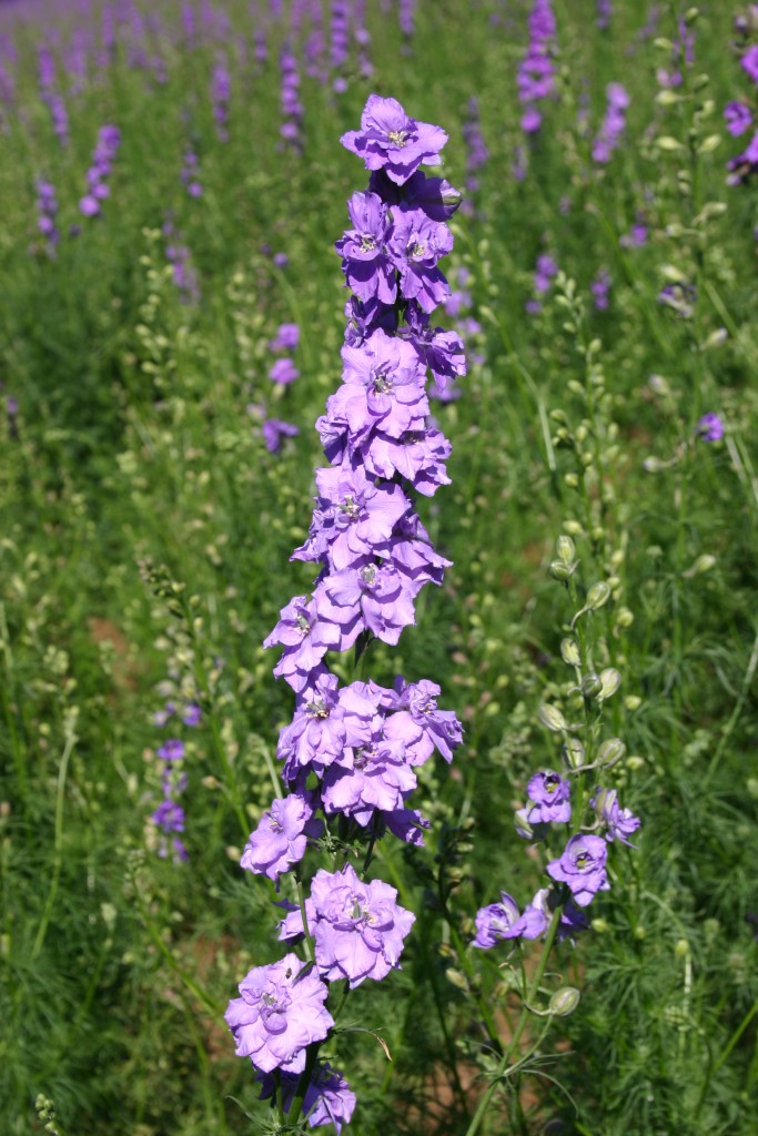 Silver Falls Seed Company Larkspur Rocket Lilac