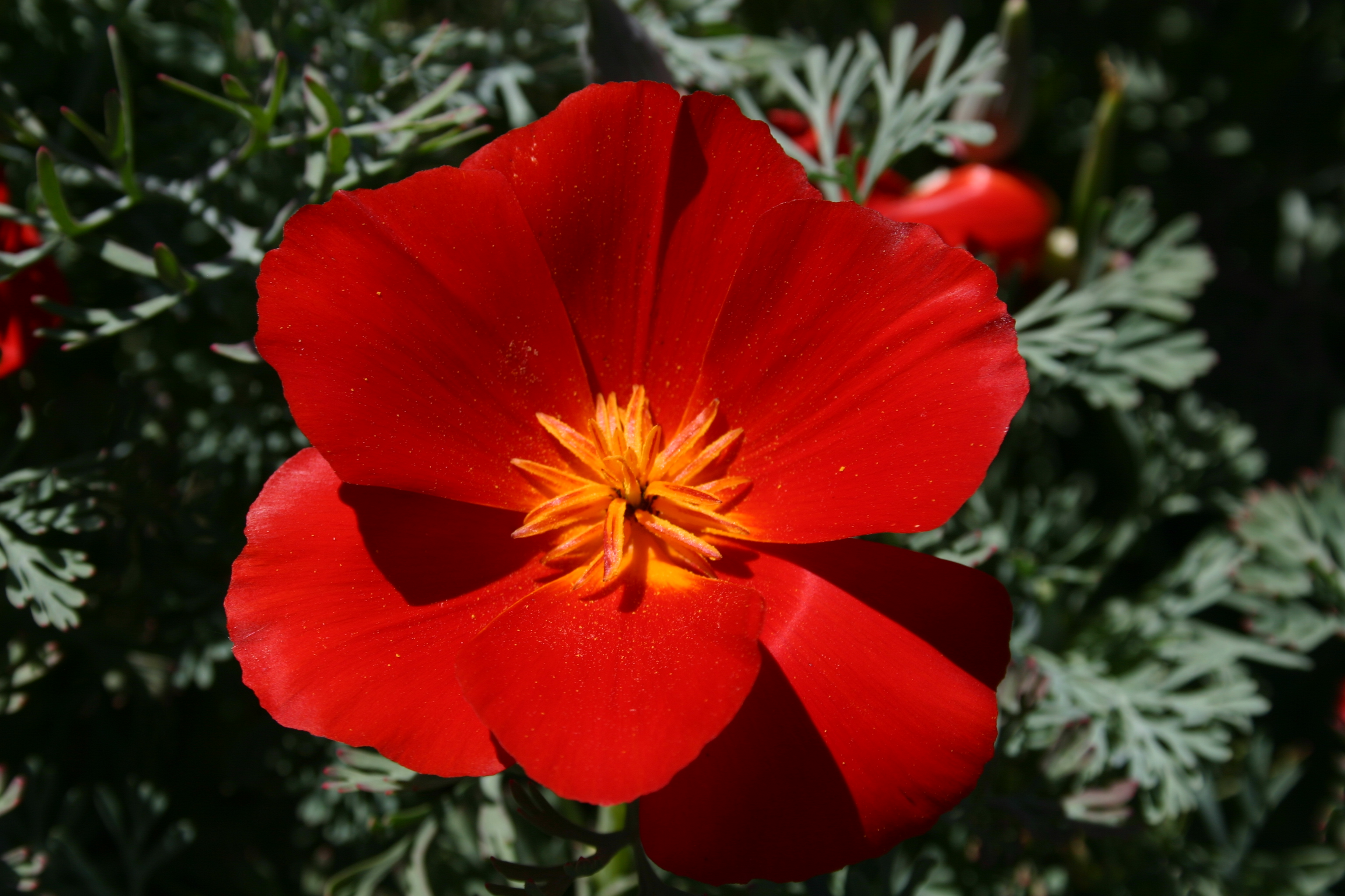 Silver Falls Seed Company Poppy California Red Chief