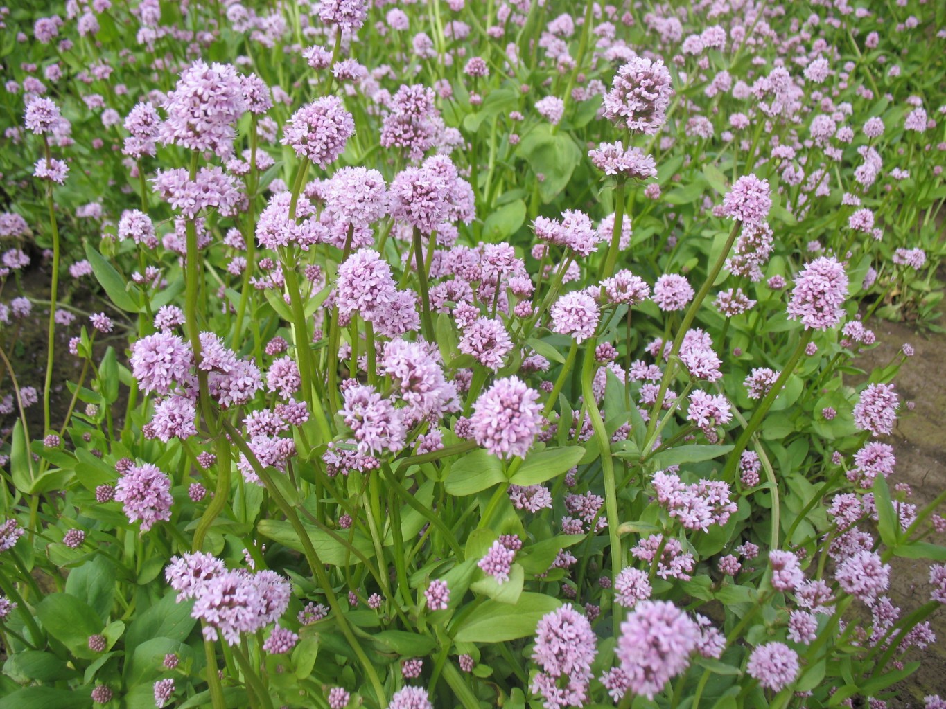 Silver Falls Seed Company Sea Blush