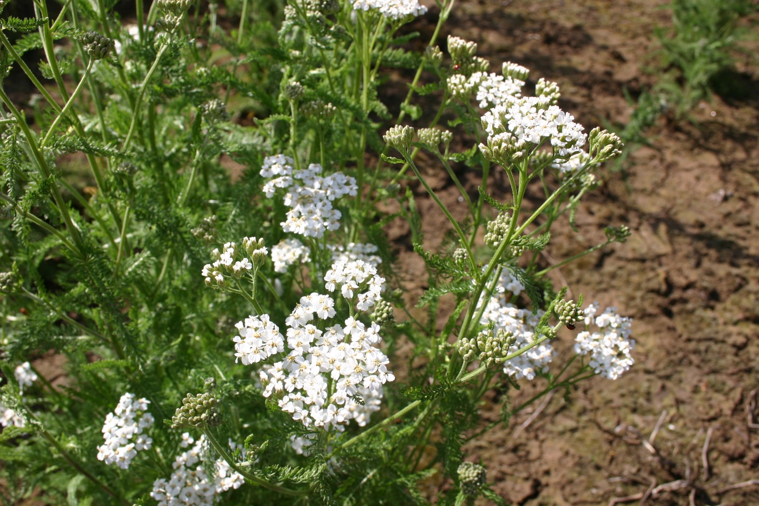 Silver Falls Seed Company Yarrow Western