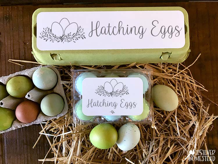 Selling Hatching Eggs for Profit Silver Homestead