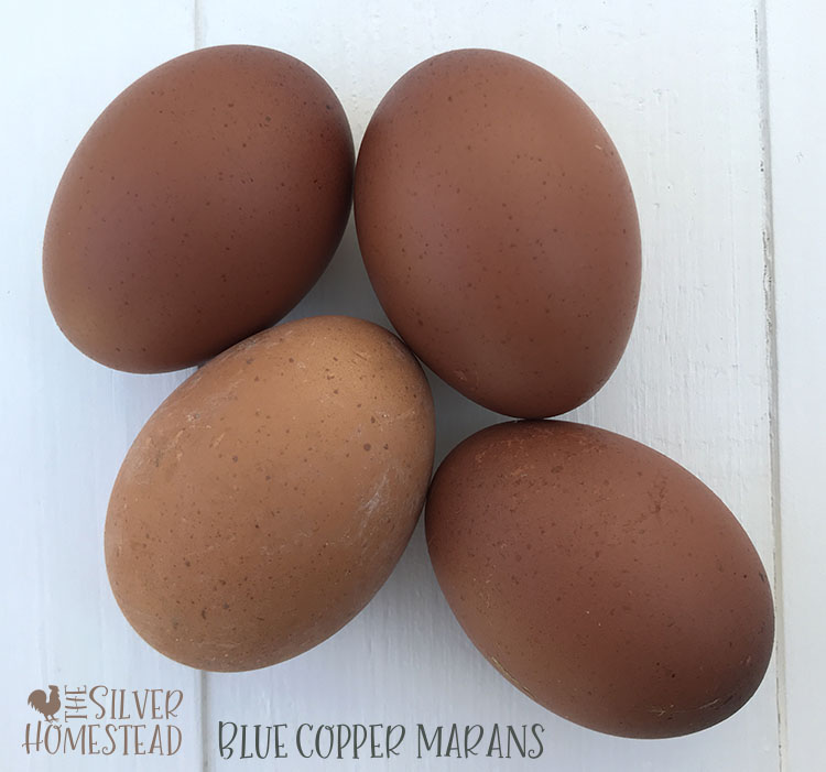 Cuckoo Maran Egg Color