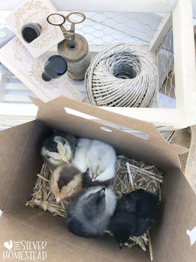 Custom Chick Carriers Silver Homestead