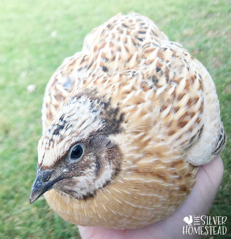 Coturnix Quail Silver Homestead