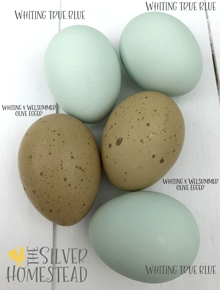 Chicken Egg Colors by Breed Silver Homestead
