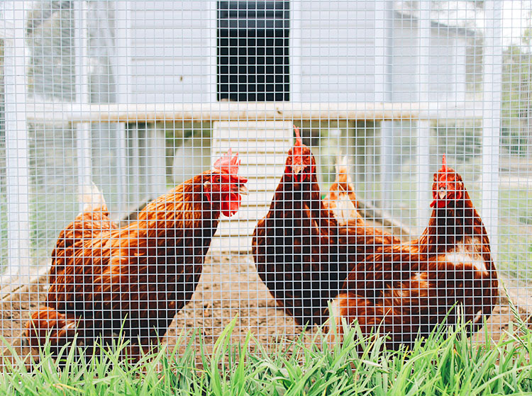 Do Backyard Chickens Stink? Silver Homestead