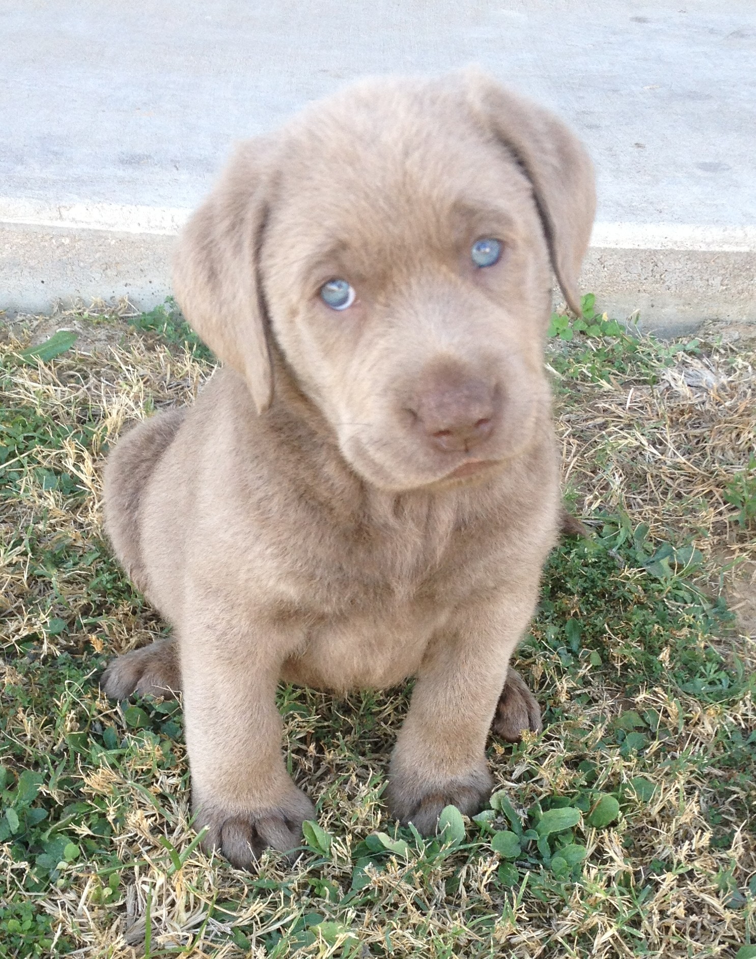 Puppy price, supplies, medical costs, food, training. Prices | Rockin' B Labradors