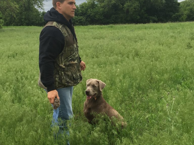 Training Rockin' B Labradors
