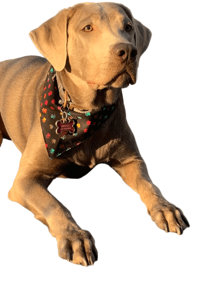 Our Females & Health Info Silver Labs of Central Florida