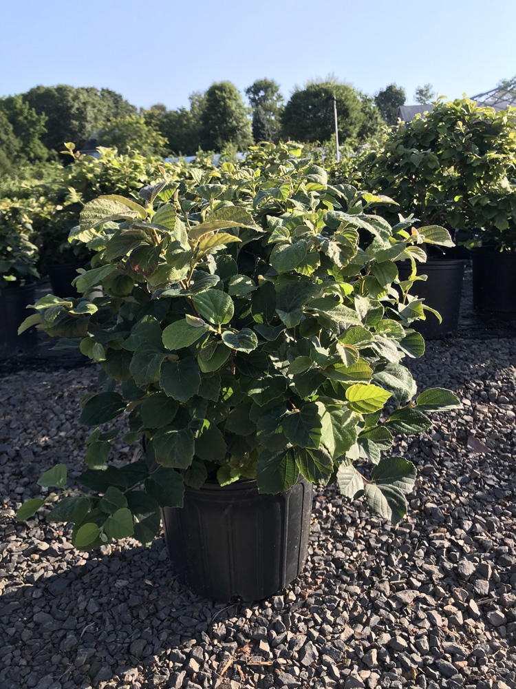 Silver Maple Nursery Wholesale & Retail Plants Orwigsburg PA