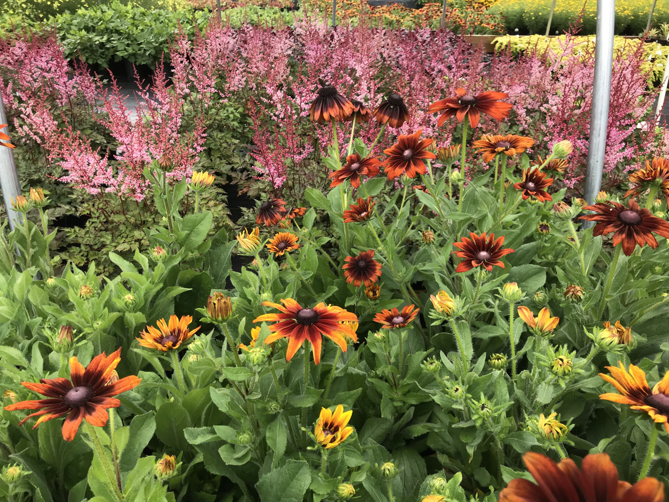 Silver Maple Nursery Wholesale & Retail Plants Orwigsburg PA