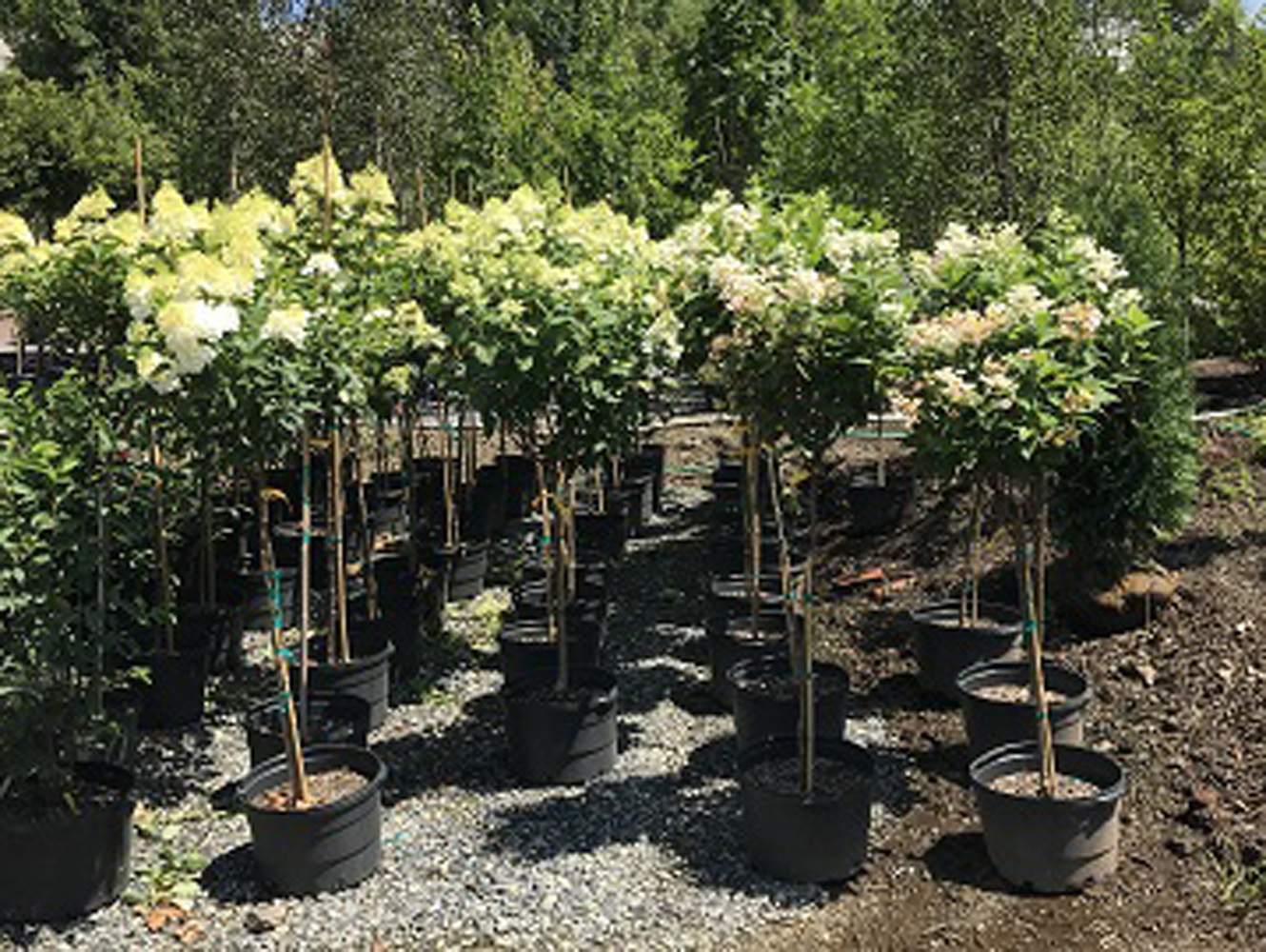 Silver Maple Nursery Wholesale & Retail Plants Orwigsburg PA