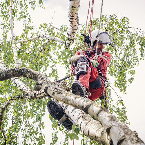 Tree Removal in Calgary Silver Maple Tree Service