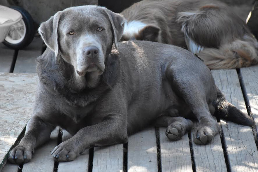 Silver Labrador Sire Silver Platter Chocolate Labs