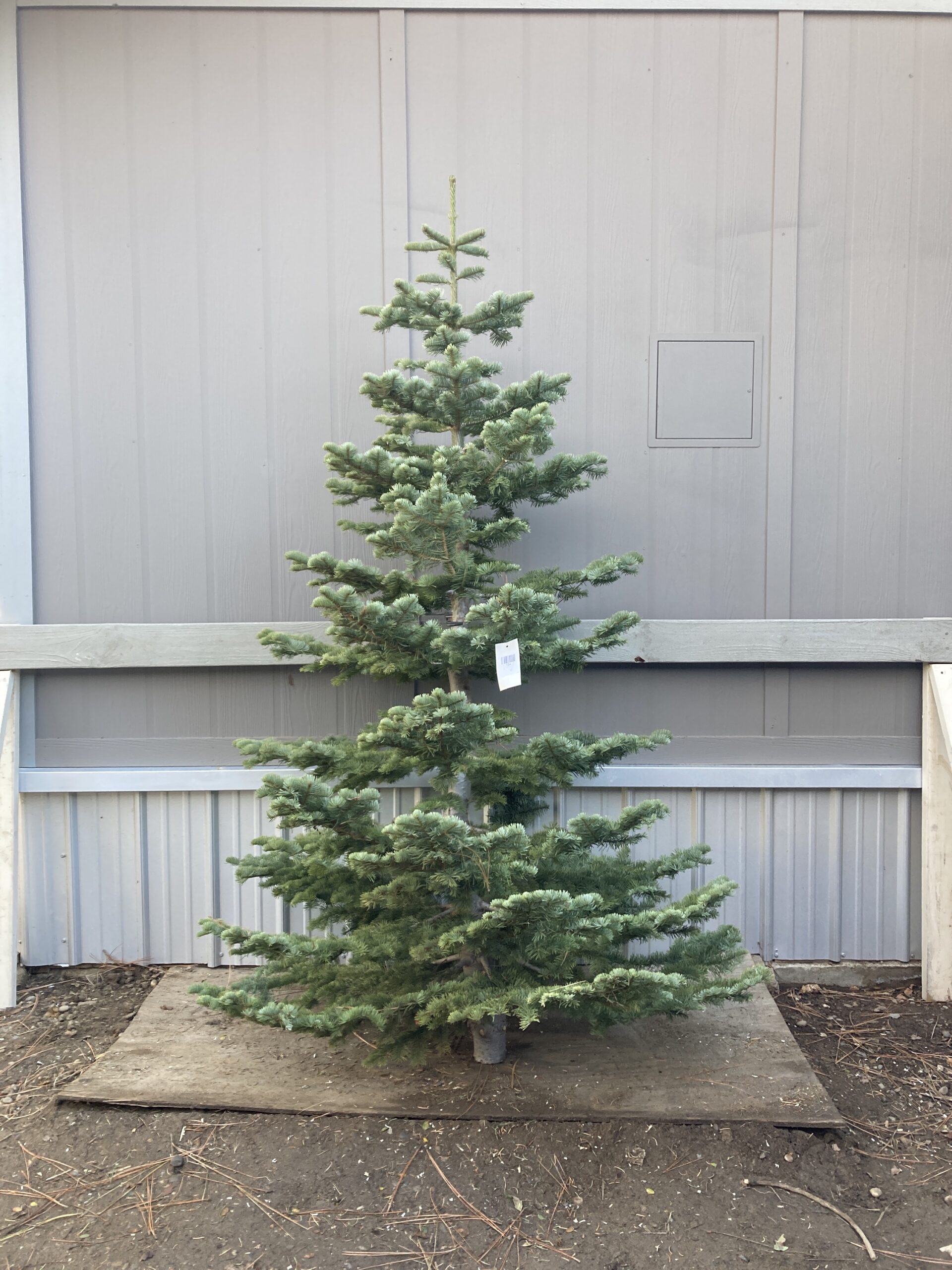 Silver Tip Christmas Tree